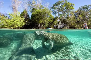 Transparent: Florida manatee, Trichechus manatus latirostris, a subspecie