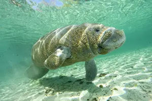 Creatures: Florida manatee, Trichechus manatus latirostris, a subspecie