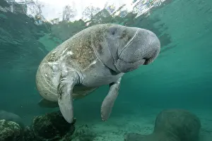 Creatures: Florida manatee, Trichechus manatus latirostris, a subspecie