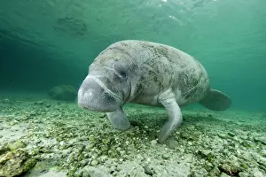 Creatures: Florida manatee, Trichechus manatus latirostris, a subspecie