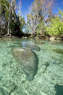 Transparent: Florida manatee, Trichechus manatus latirostris, a subspecie