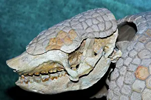 Floridanus: Florida Pampathere