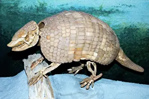 Pleistocene: Florida Pampathere Fossil
