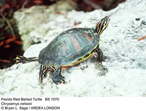 Nelsoni: Florida Red-bellied TURTLE