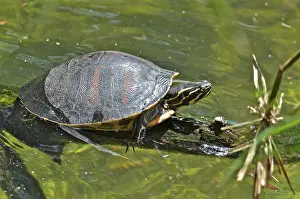 Nelsoni: Florida Red-bellied Turtle