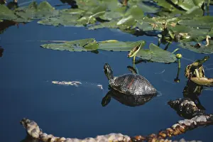 Sunning: Florida Red-bellied Turtle