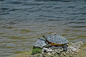 Redbelly: Florida Red-belly / Redbelly Turtles basking on rock