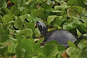 Corkscrew: Florida Redbelly Turtle