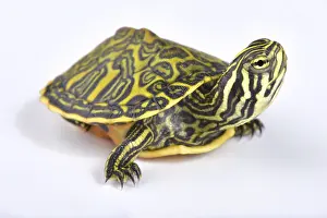 Anapsida: Florida redbelly turtle (Pseudemys nelsoni) on white