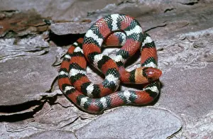 Coccinea: Florida Scarlet Snake