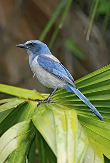 Aphelocoma: Florida Scrub Jay