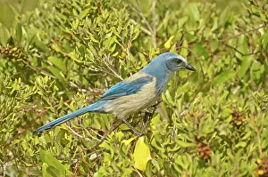 Aphelocoma: Florida Scrub Jay
