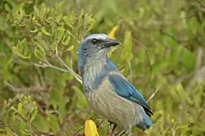 Aphelocoma: Florida Scrub Jay