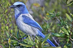 Aphelocoma: Florida Scrub Jay