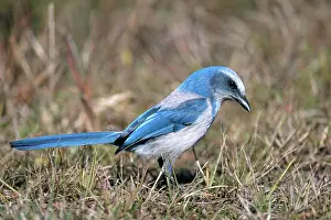 Aphelocoma: Florida Scrub Jay