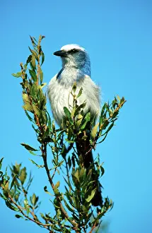 Aphelocoma: Florida Scrub Jay