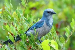 Aphelocoma: Florida scrub jay, Florida