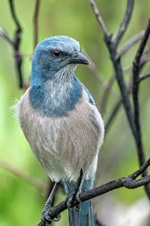 Aphelocoma: Florida scrub jay, Florida