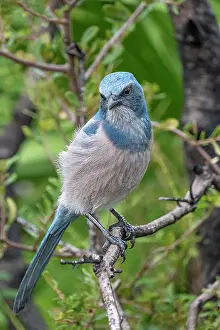 Aphelocoma: Florida scrub jay, Florida