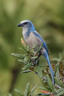 Aphelocoma: Florida scrub jay, Merritt Island National Wildlife