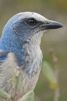 Aphelocoma: Florida scrub jay, Merritt Island National Wildlife