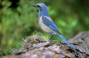 Aphelocoma: Florida Scrub JAY - side view