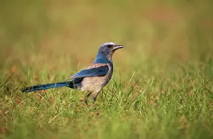 Aphelocoma: Florida Scrub JAY - side view, in grassland
