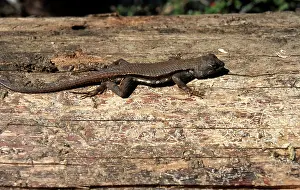 Phrynosomatidae: Florida Scrub Lizard