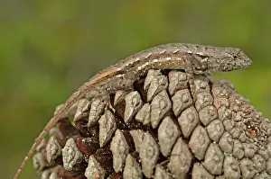 Concealment: Florida Scrub Lizard