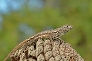 Concealment: Florida Scrub Lizard