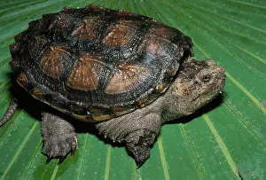 Herps: Florida Snapping Turtle