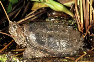 Herps: Florida Snapping Turtle