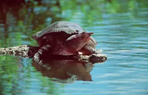 Softshell: Florida Softshell Turtle
