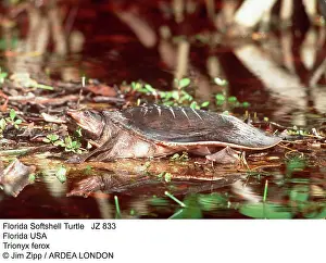 Softshell: Florida Softshell Turtle