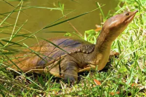Softshell: Florida Softshell Turtle