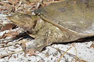Softshell: Florida Softshell Turtle