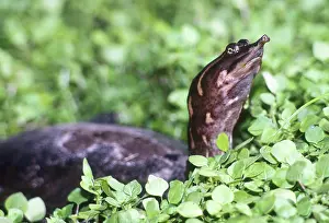 Softshell: Florida Softshell Turtle