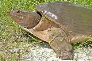 Softshell: Florida Softshell Turtle