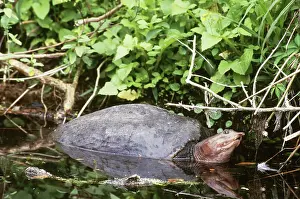 Softshell: Florida Softshell Turtle