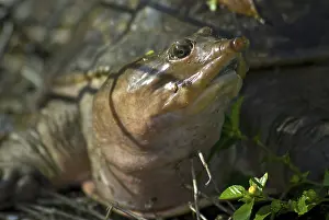 Softshell: Florida Softshell Turtle