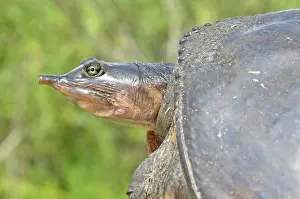 Softshell: Florida Softshell Turtle
