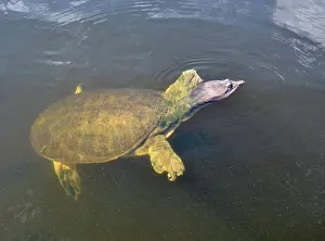 Softshell: Florida Softshell Turtle