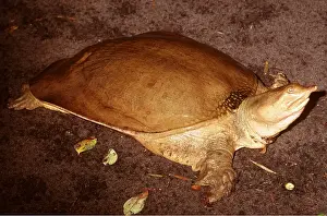 Turtles: Florida Softshell Turtle