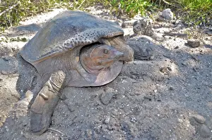Softshell: Florida Softshell Turtle Nesting