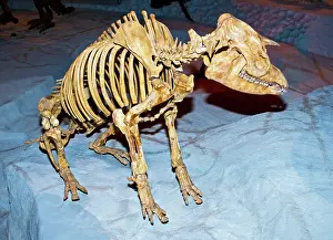 Primitive: Florida Tapir Fossil