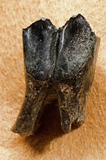 Tapir: Florida Tapir Fossil Tooth