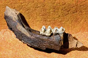 Tapir: Florida Tapir Jaw and Teeth Fossil