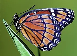 Archippus: Florida Viceroy