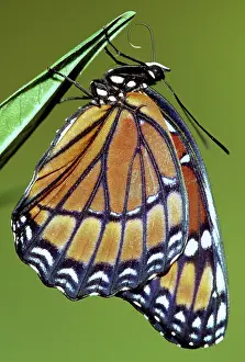 Archippus: Florida Viceroy