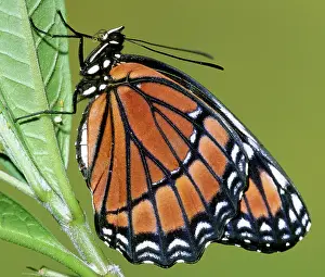 Archippus: Florida Viceroy